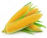 Corn ( मका )