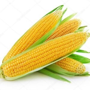 Corn ( मका )