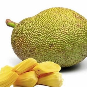 Jackfruit ( फणस )
