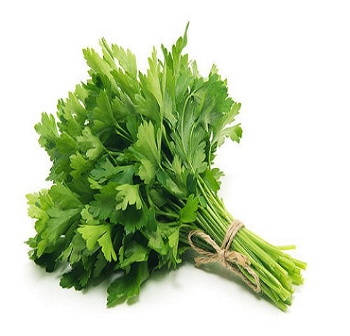 Coriander Leaves ( कोथिंबिर )