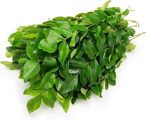 Curry leaves ( कढीपत्ता )